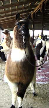 [Photo of llamas]