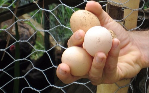 Backyard Eggs