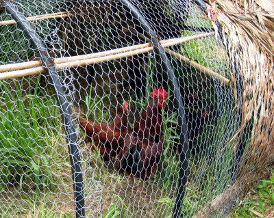 Chickens in chicken-wire enclosure