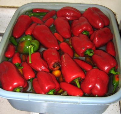 Our 2011 harvest of peppers
