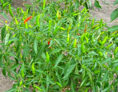 Siam Dragon Peppers