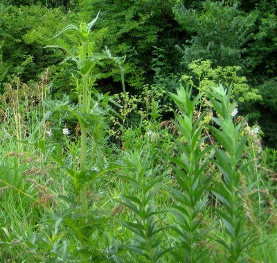 Prairie plants