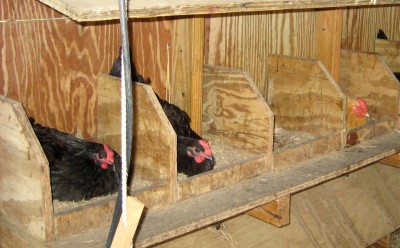more-st-croix-chickens