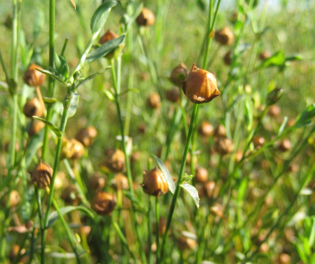 flax seed pods