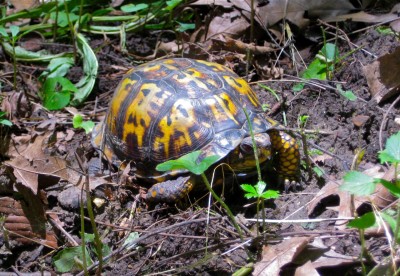 box-turtle-in-forest-glen