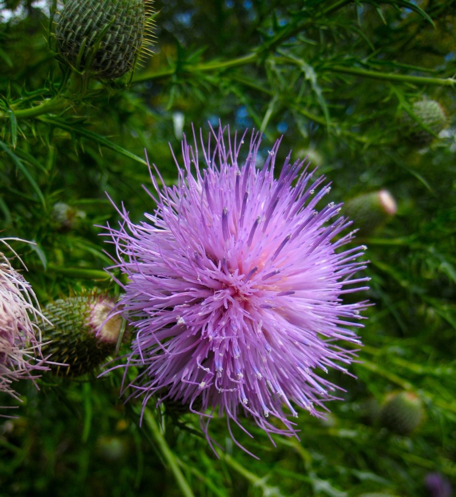 Thistle Flower