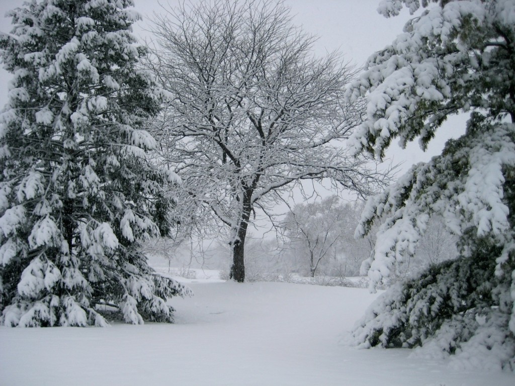 Snowy scene