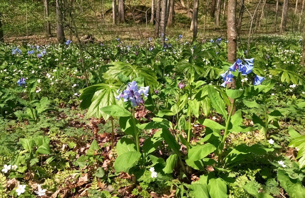 turkey-run-flowers