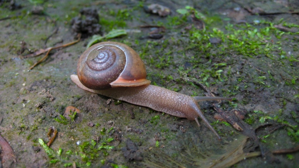 trail snail at allerton park