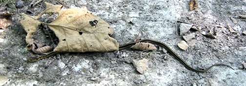 [Photo of snake on trail at Allerton Park]