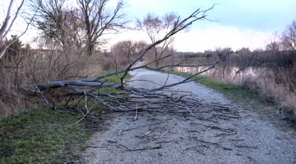 [Photo of a tree down across the path]