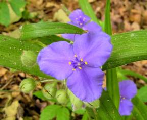 [Photo of purple flower]
