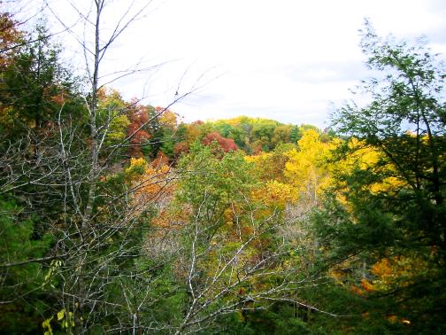[Picture of fall colors at Pine Hills]