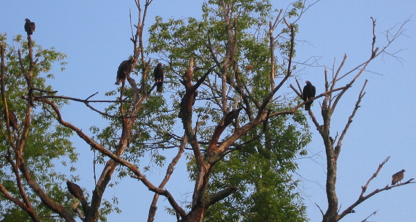 [Vultures on a dead tree]