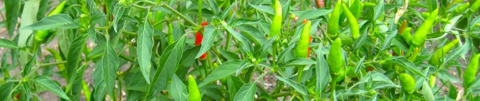 Siam Dragon Peppers