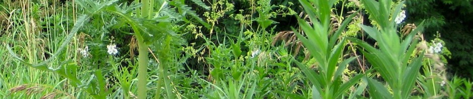 Prairie plants