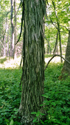 Shagbark Hickory tree at Allerton Park