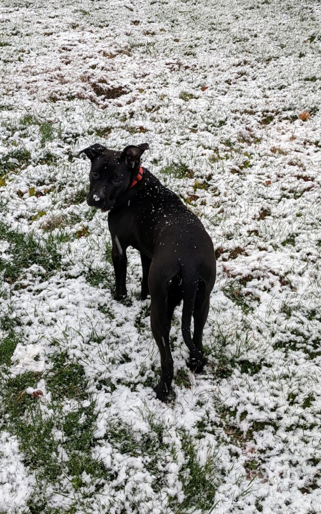 Dog standing on grass, both lightly dusted with snow