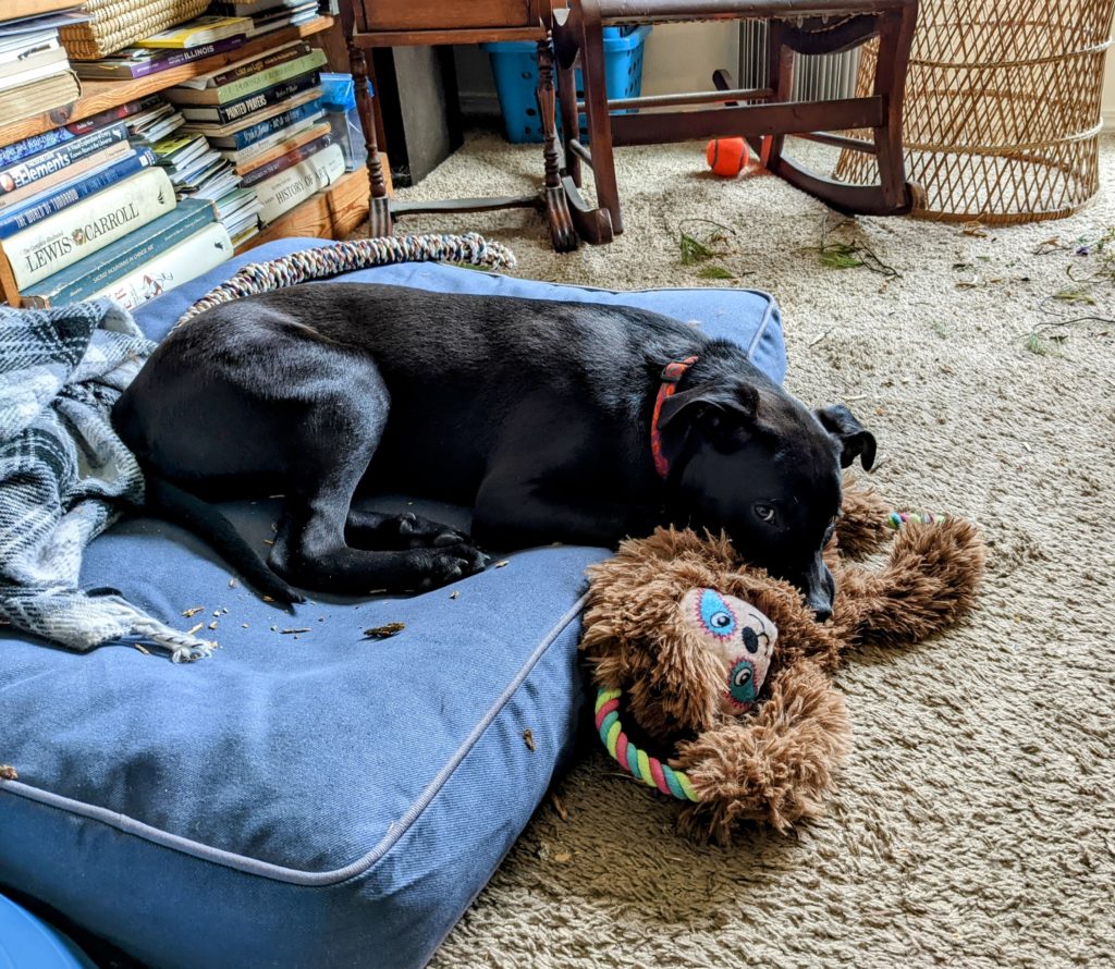 Dog chewing on sloth tug-of-war stuffie