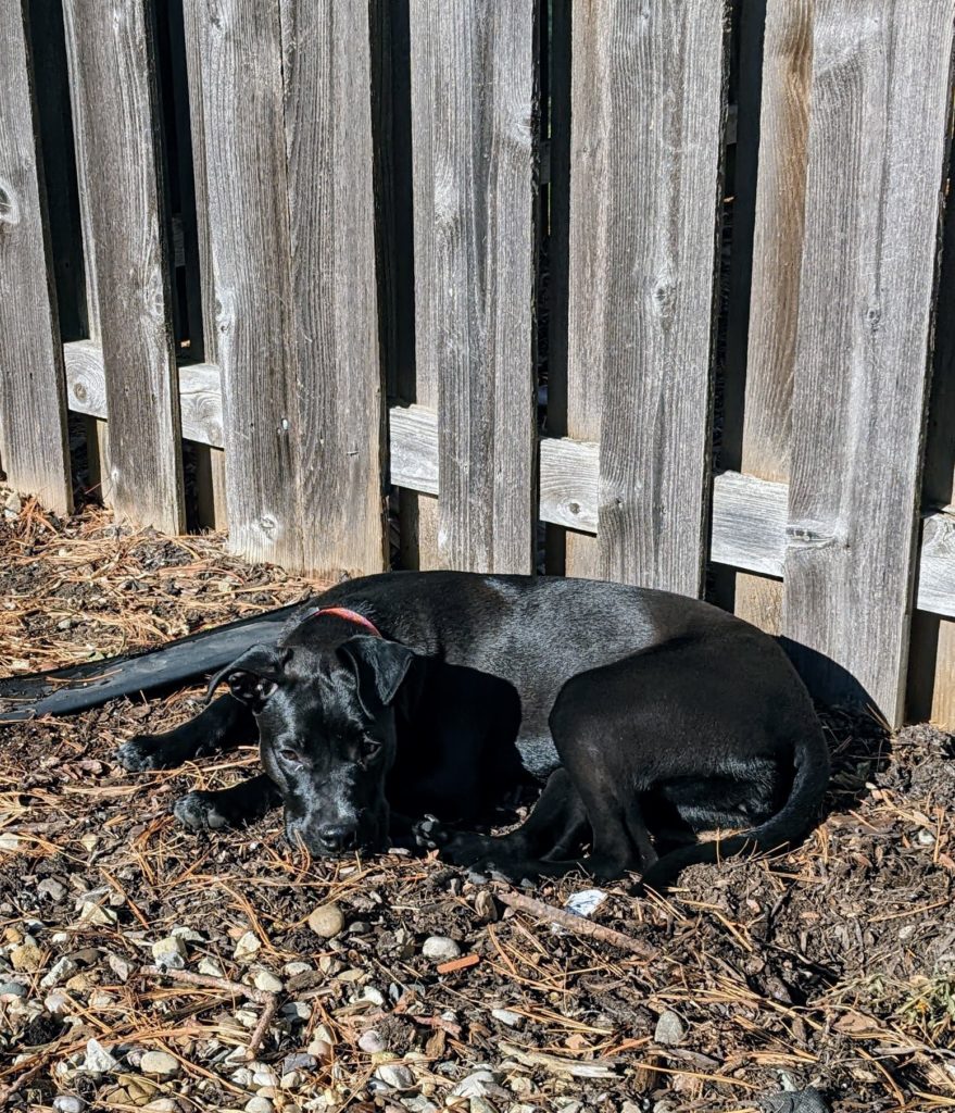 Dog sleeping in the sun