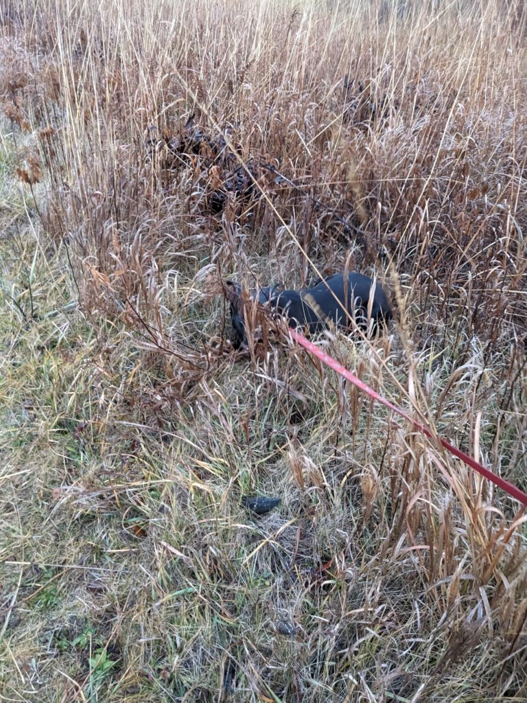 A black dog hiding in prairie grass