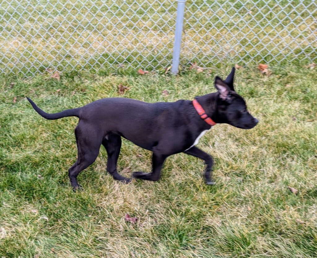 A very lean dog running into the wind.