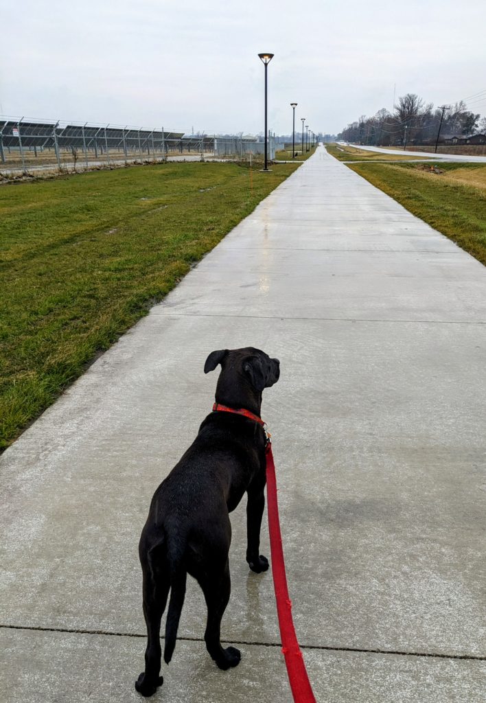 A black dog on a multi-use path