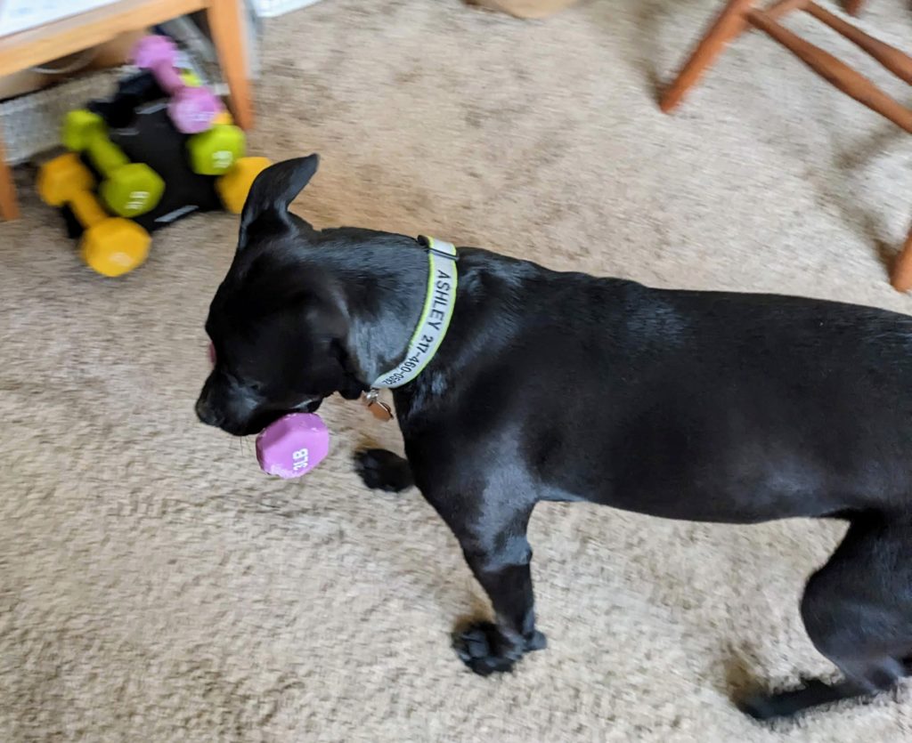 Dog with a 3 lb dumbbell in her mouth.