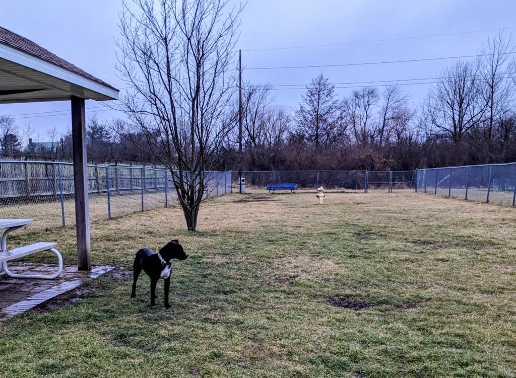 Dog standing in light rain in a muddy dog park