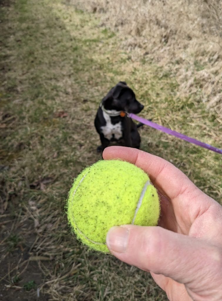 Hand holding an old tennis ball in front of a dog