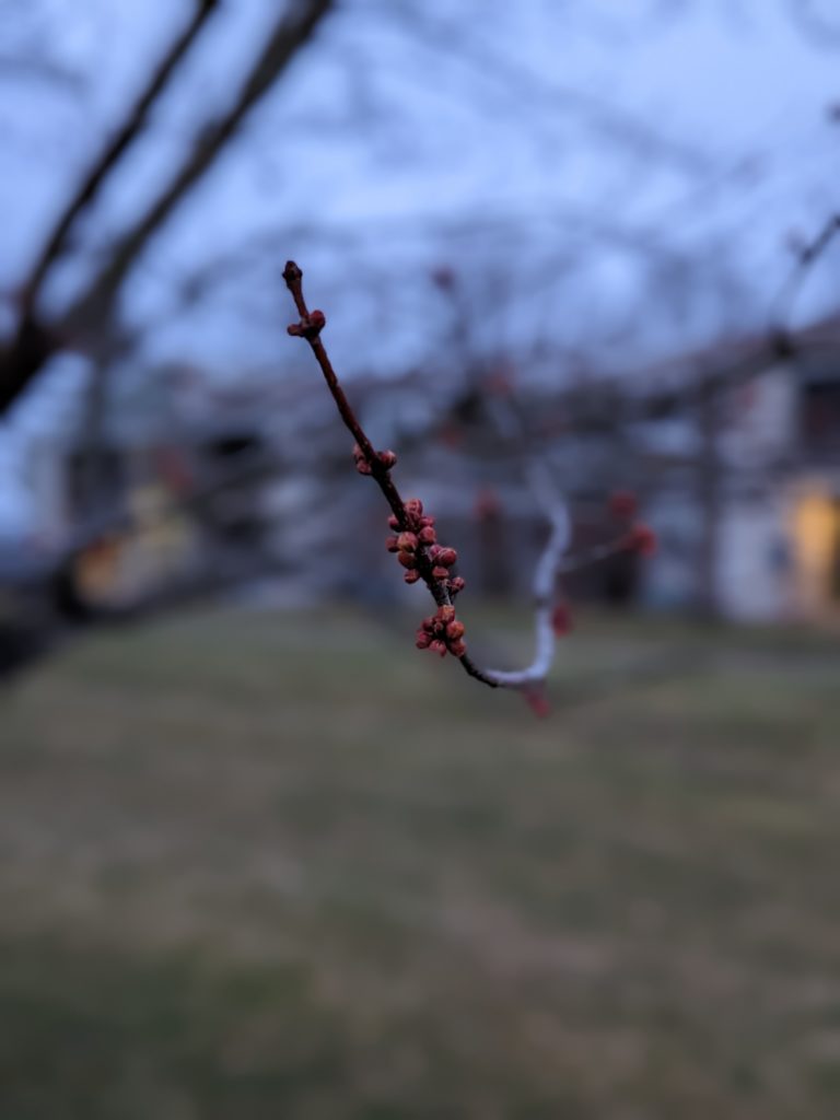 Swelling buds on a twig