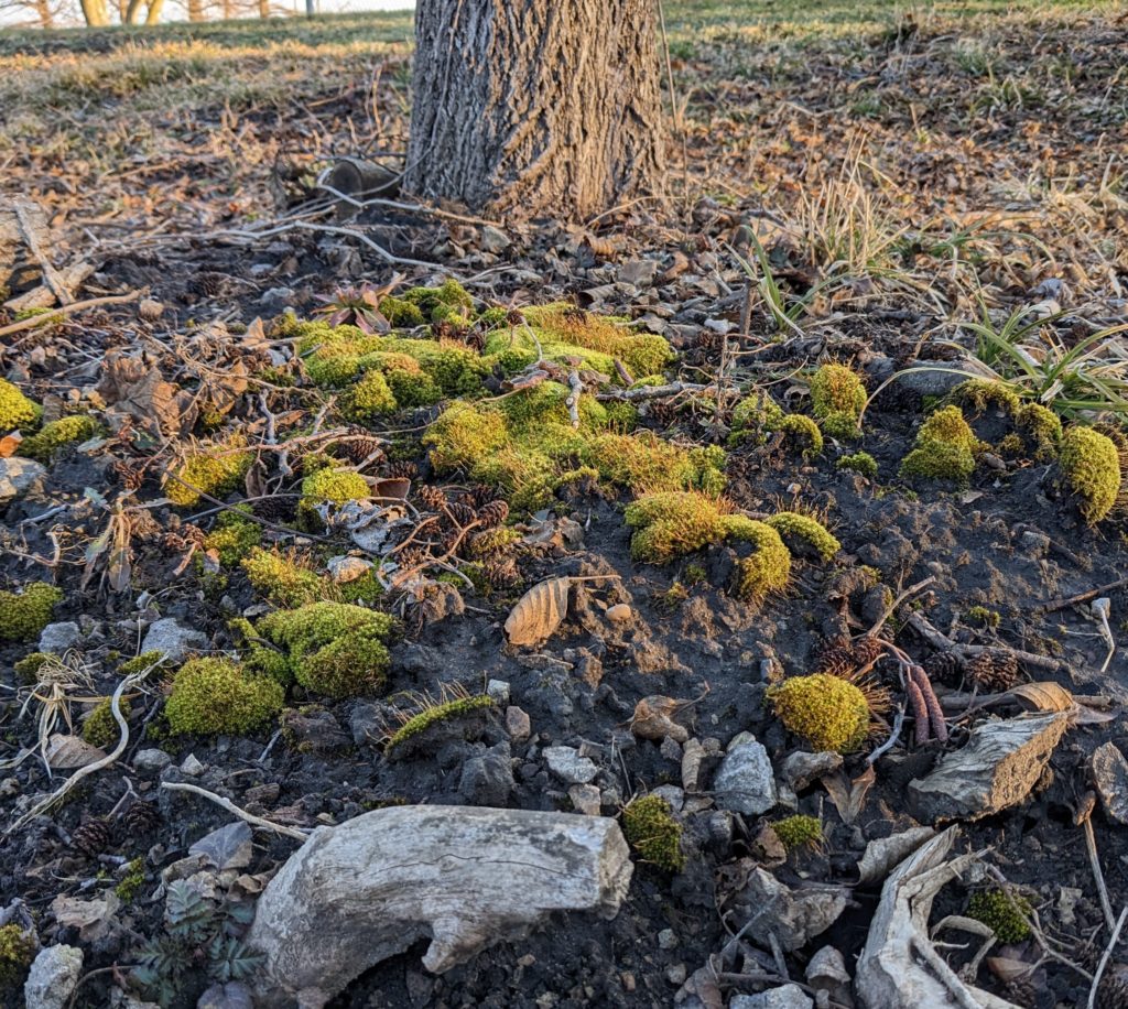 Moss growing at the base of a tree