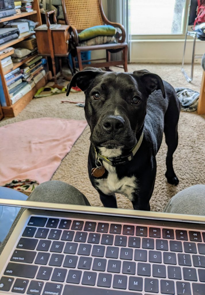 Dog looking at my from across my laptop
