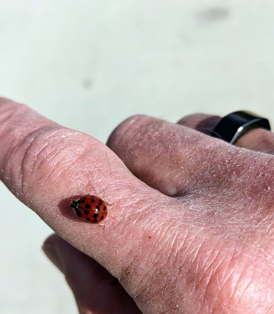 Ladybug on the back of my index finger