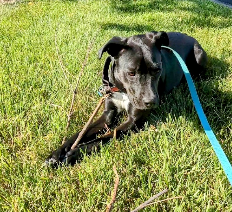 Dog with a stick between its paws