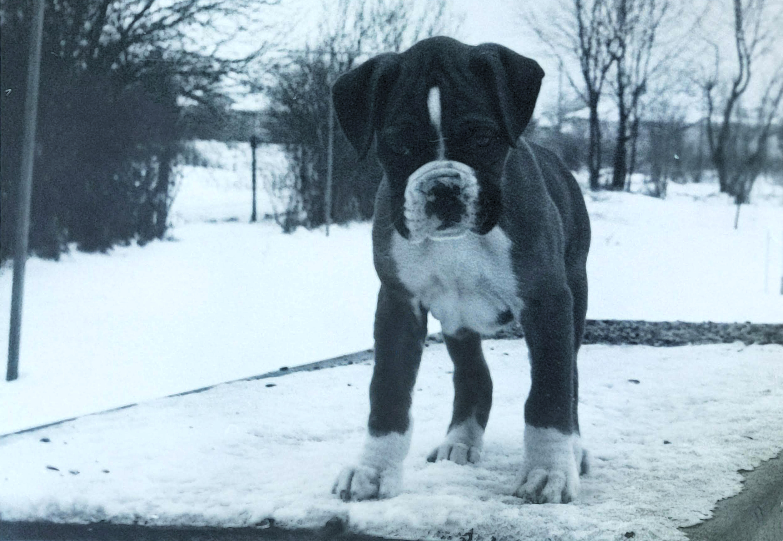 A boxer puppy on a picnic table, looking into the camera at just about eye level