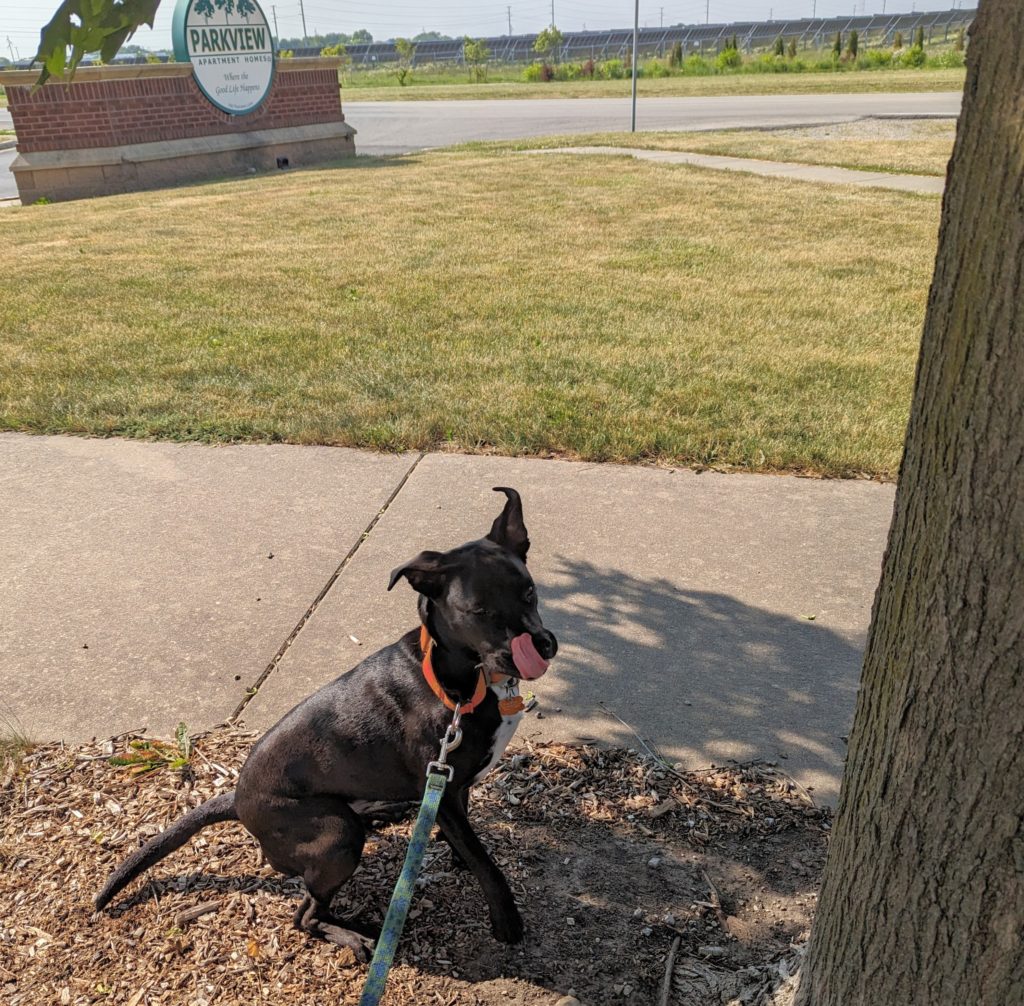 A boisterous dog in the park with its tongue out