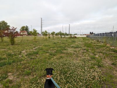 Looking past Ashley toward a barely visible opossum