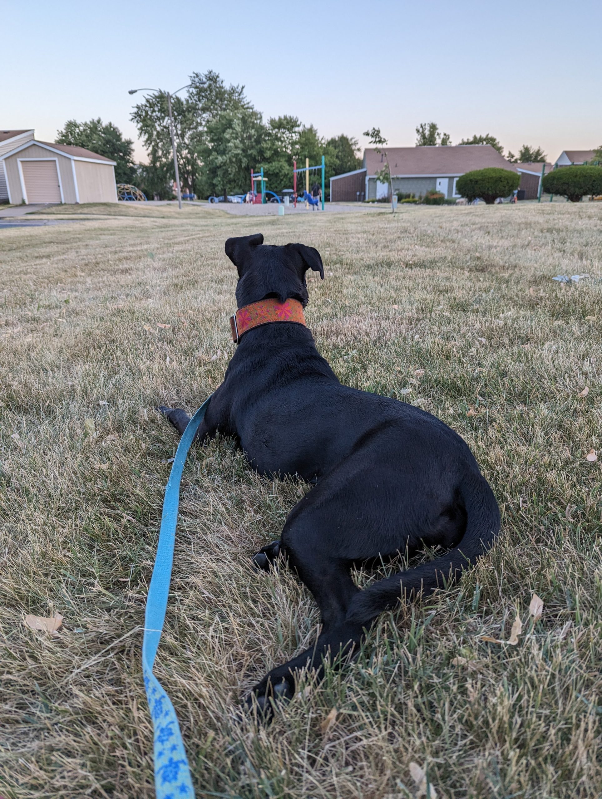 Dog reclining in the grass with its head up, looking away