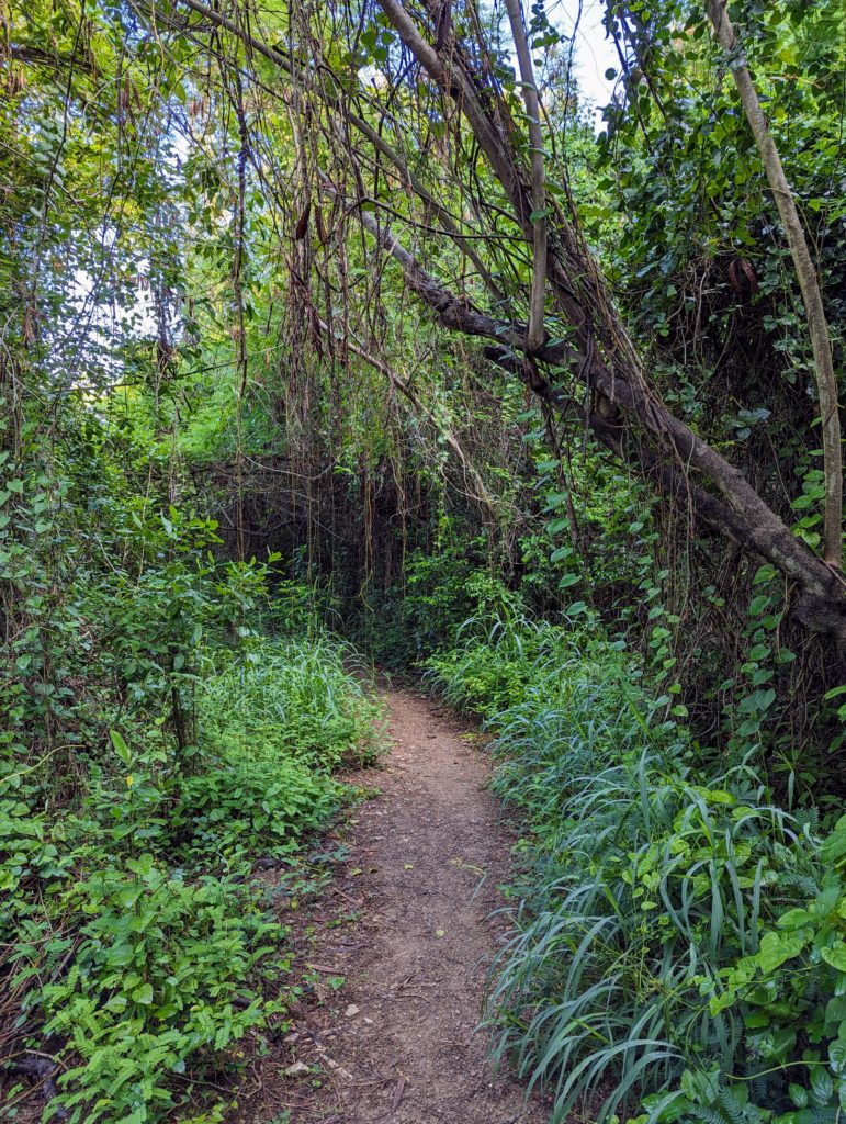 A path through some tropical woods