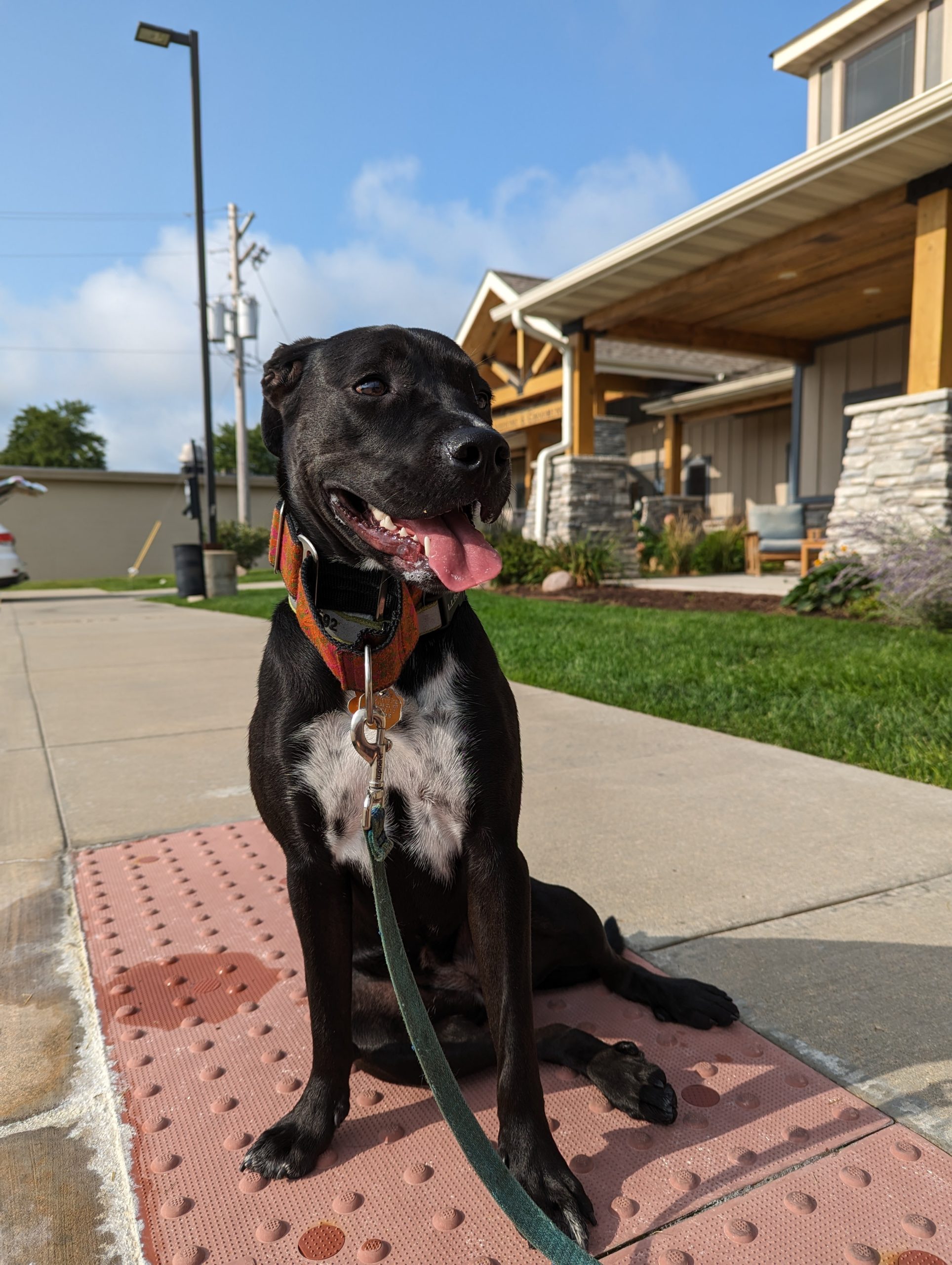 Dog sitting on the sidewalk outside a pet boarding place