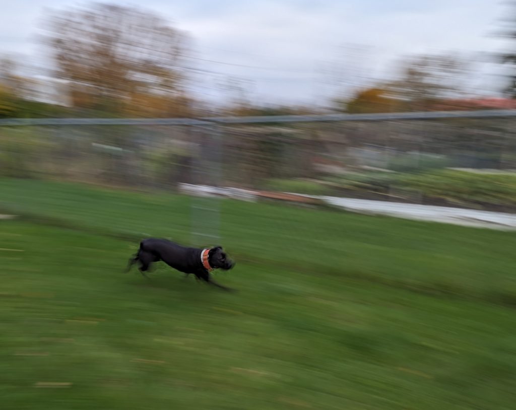 Ashley racing around the Winfield Village dog park