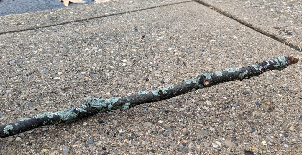 A lichen-covered stick on the sidewalk