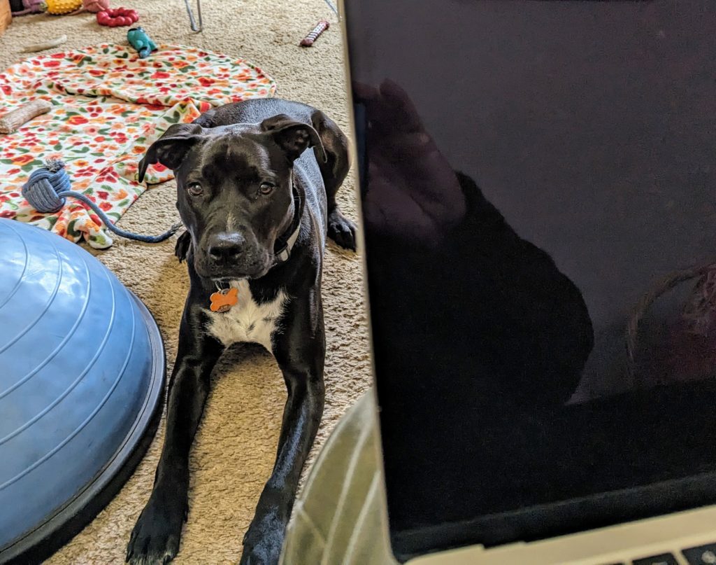 Dog lying on the floor looking up