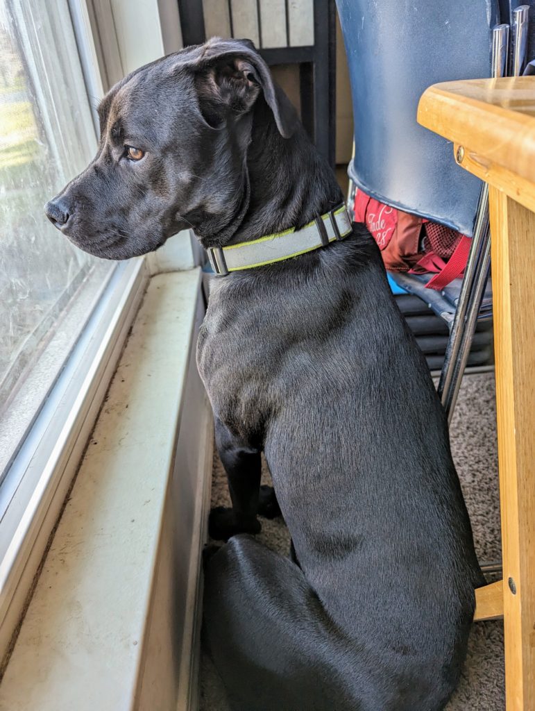 Photo of a dog in profile, looking out the window