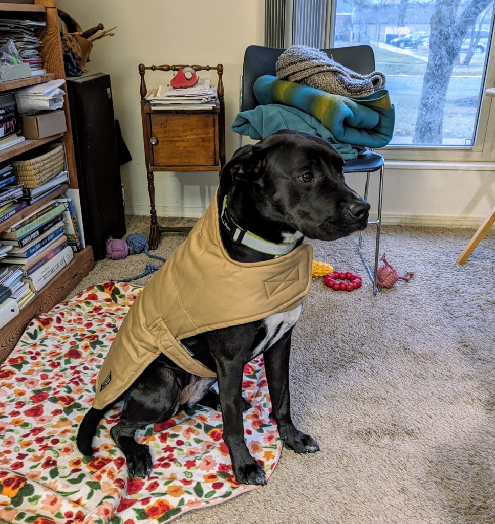 A black dog wearing a khaki dog coat