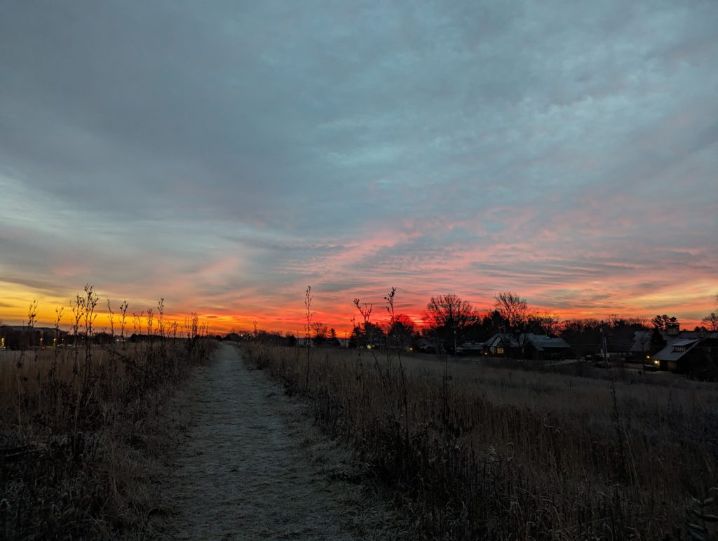 Dawn sky over our little prairie, with last summer's compass plant stalks silhouetted against the sky