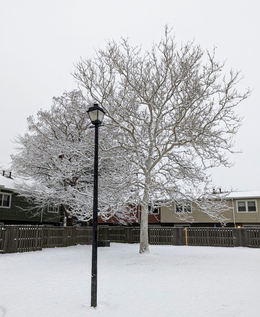 Courtyard lamp post in front of the snow-covered branches and twigs of a sycamore tree.