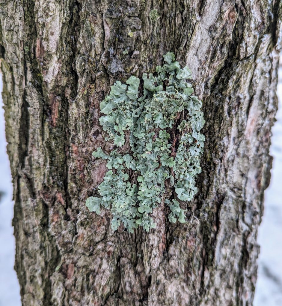 A patch of blue-green lichen on the trunk of a white pine