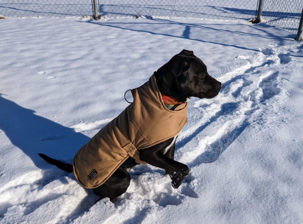 Dog in a khaki coat sitting on snow with one paw lifted
